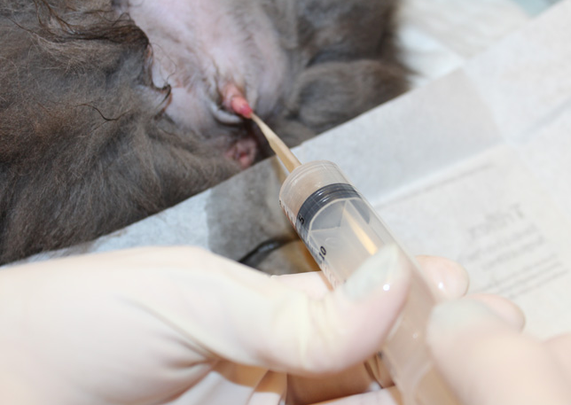 Urinary Catheterization (Single Time)